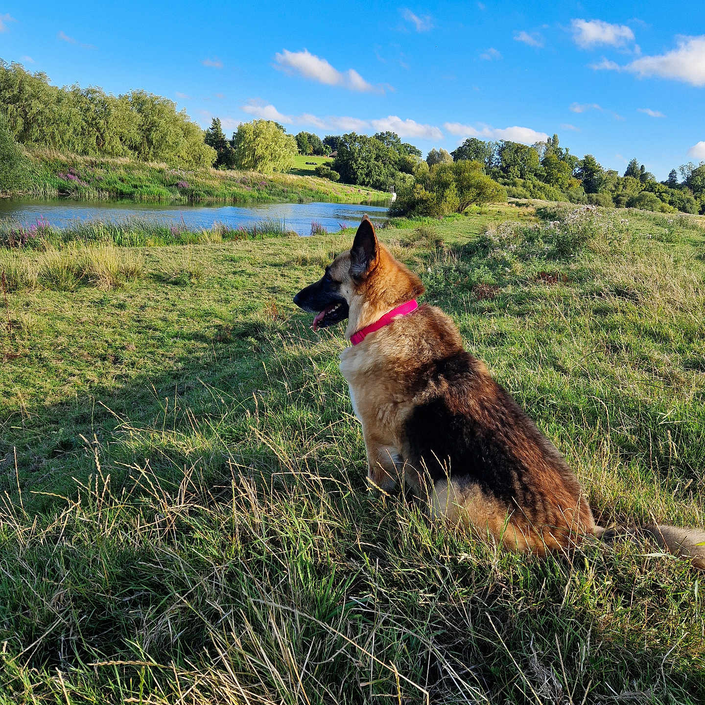 Georgia is registered to the contest to win money with this photo: animal, canine, countryside, dog, farm, field, germanshepherd, grass, grassland, meadow, nature, outdoors, pasture, pet, plant, pond, rural, straw, terrier, water