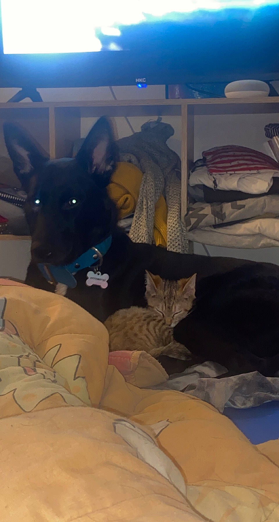 Ruby participe au concours pour gagner de l'argent avec cette photo : canidae, carnivore, cat, comfort, companion_dog, dog, dog_breed, domestic_short_haired_cat, fawn, felidae, fur, guard_dog, linens, nap, room, small_to_medium_sized_cats, sporting_group, tail, whiskers, window