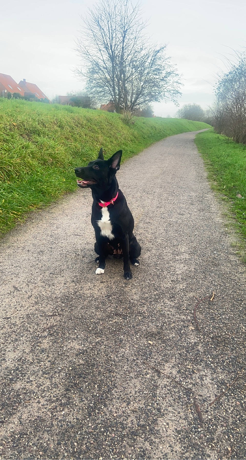 Ruby participe au concours pour gagner de l'argent avec cette photo : adventure, asphalt, carnivore, collar, companion_dog, dog, dog_breed, dog_collar, fawn, grass, leash, plant, road, road_surface, sky, snout, sporting_group, tail, tree, working_animal