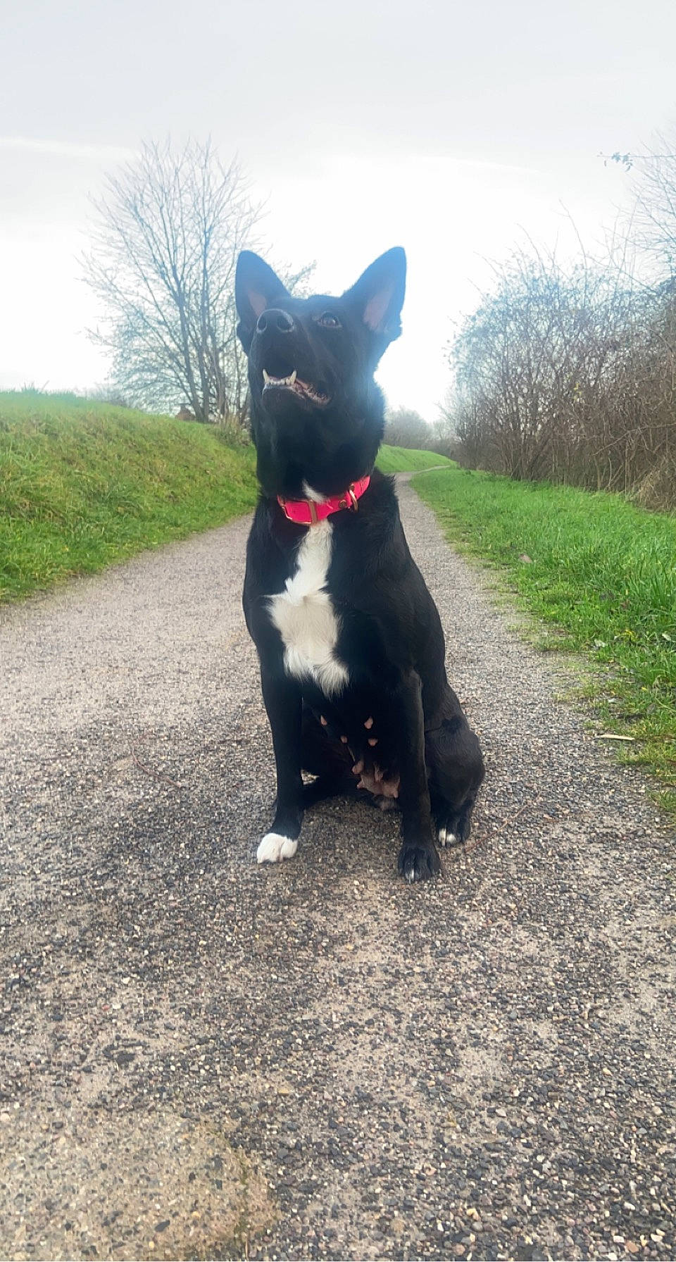 Ruby a rejoint le concours — aidez-le/la à gagner de superbes lots ! asphalt, boston_terrier, canidae, carnivore, collar, companion_dog, dog, dog_breed, dog_collar, grass, leg, mcnab, plant, sky, snout, sporting_group, tail, tree, whiskers, working_animal