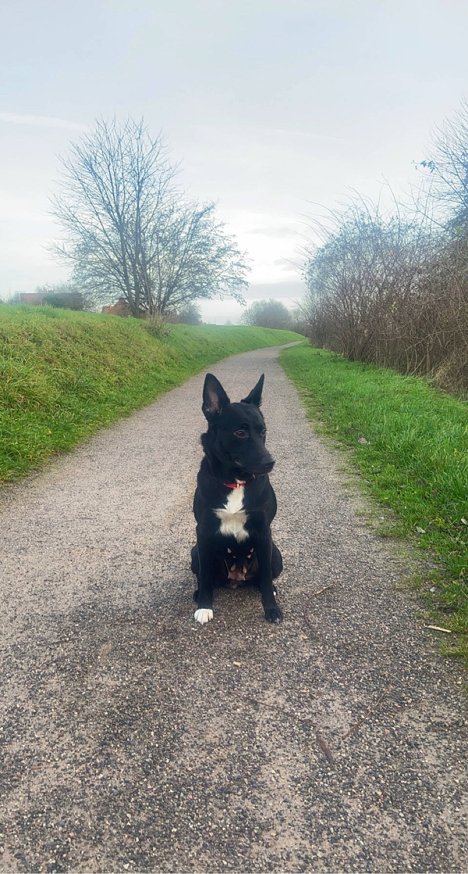 Ruby a rejoint le concours — aidez-le/la à gagner de superbes lots ! asphalt, carnivore, cloud, companion_dog, dog, dog_breed, grass, grassland, herding_dog, landscape, natural_landscape, plant, road, road_surface, sky, snout, tail, tire, tree, working_animal