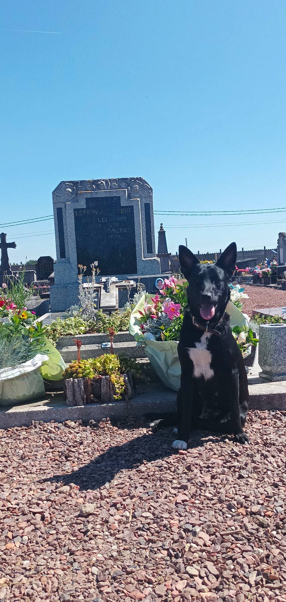 Ruby a rejoint le concours — aidez-le/la à gagner de superbes lots ! art, asphalt, building, canidae, carnivore, city, companion_dog, dog, dog_breed, flower, grass, landscape, plant, road_surface, shrub, sky, snout, sporting_group, tree, working_animal