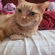 Pretty Girl is registered to the contest to win money with this photo: animal, background, bedroom, blanket, cat, close_up, cozy, cushion, domestic, ears, feline, fur, indoor, orange_tabby, pet, plush_toy, relaxed, resting, soft_light, whiskers