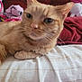 animal, background, bedroom, blanket, cat, close_up, cozy, cushion, domestic, ears, feline, fur, indoor, orange_tabby, pet, plush_toy, relaxed, resting, soft_light, whiskers