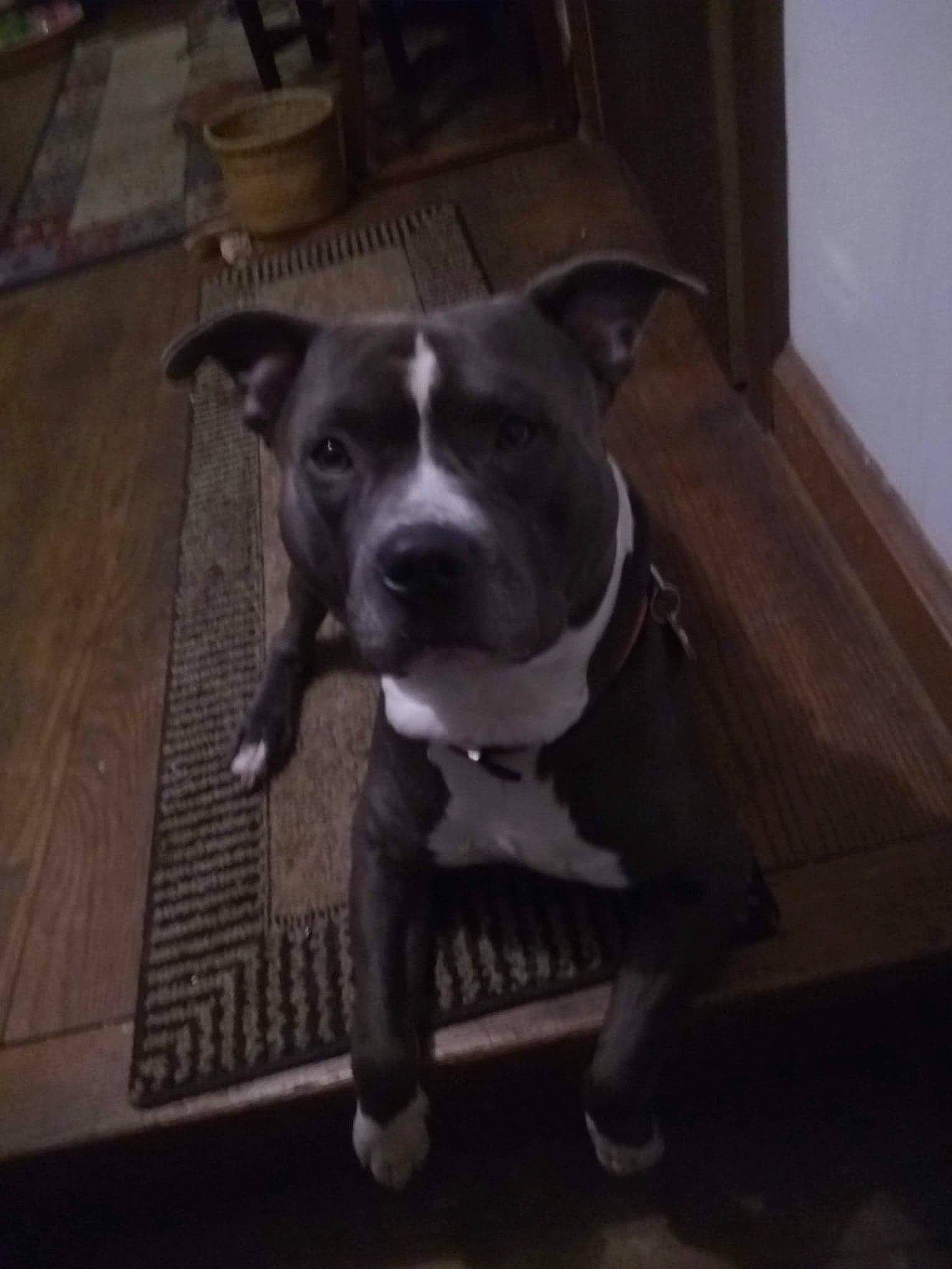 Thor joined the competition — help win amazing prizes! borador, carnivore, collar, companion_dog, dog, dog_breed, dog_collar, flooring, fur, grey, guard_dog, hardwood, leash, pet_supply, snout, sporting_group, tail, whiskers, wood, working_animal