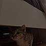 cat, kitten, pet, indoor, floor, wooden_floor, bed, furniture, curious, whiskers, small_paws, tabby, calico, hiding, exploration, young_animal, cute, animal, domestic, feline