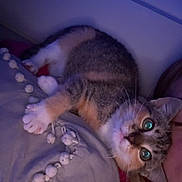 Misty participe au concours pour gagner de l'argent avec cette photo : cat, tabby, pillow, pom_poms, indoor, pet, relaxed, purple_light, fur, whiskers, cute, animal, companion, cozy, resting, close_up, home, soft_texture, sleepy, person_partial