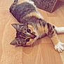 Misty a rejoint le concours — aidez-le/la à gagner de superbes lots ! kitten, cat, tabby, floor, wooden_floor, pet, animal, indoor, cute, young, stretching, looking_at_camera, scratching_pad, feline, whiskers, ears, paws, fur, domestic_cat, playful