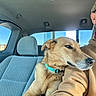 Brea joined the competition — help win amazing prizes! affection, blue_sky, calm, car_interior, casual_clothing, collar, cozy, daylight, dog, glasses, headrest, human_animal_interaction, man, portrait, resting, seat, side_view, tan_dog, vehicle, window
