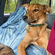 Brea joined the competition — help win amazing prizes! animal, blanket, brown_fur, car_interior, casual, collar, companion, daylight, dog, ear, greenery, human_arm, pet, relaxed, seated, short_fur, side_view, snout, travel, window