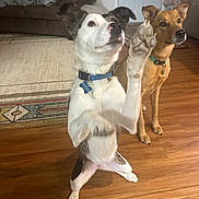 Dezie is registered to the contest to win money with this photo: alert, animal, brown_dog, canine, carpet, collar, couch, cute, dog, domestic, door, floor, furniture, house, indoor, pet, playing, tag, white_dog, wooden_floor