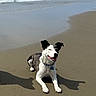 animal, beach, canine, coast, collar, dog, happy, nature, ocean, outdoor, pet, relaxing, sand, shore, summer, sunlight, tongue_out, vacation, water, waves