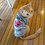 cat, orange_cat, pet, animal, shirt, clothing, wooden_floor, floor, indoor, cute, curious, tail, sitting, looking_up, valentine, heart, casual, domestic, feline, small_animal