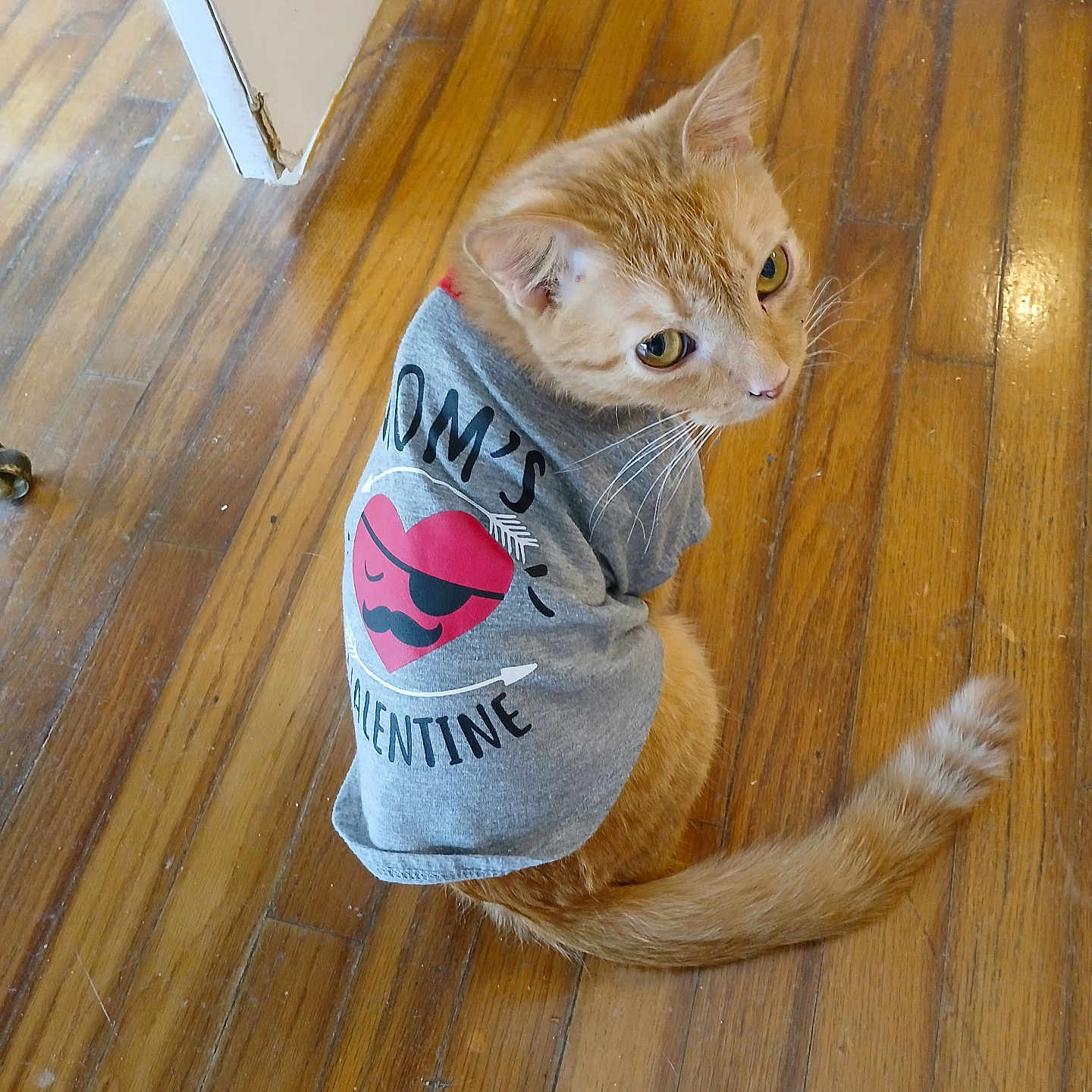 Buster is registered to the contest to win money with this photo: animal, casual, cat, clothing, curious, cute, domestic, feline, floor, heart, indoor, looking_up, orange_cat, pet, shirt, sitting, small_animal, tail, valentine, wooden_floor