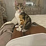 Lily is registered to the contest to win money with this photo: bedroom, blanket, calico, cat, cute, domestic_cat, dresser, fur, furniture, indoor, kitten, legs, looking, mirror, person, pet, resting, small_animal, soft_light, whiskers