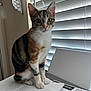 Lily is registered to the contest to win money with this photo: calico_cat, cat, closeup, curious, desk, domestic_animal, ears, feline, indoor, laced_curtain, light, nose, papers, paw, pet, shadow, sitting, striped, whiskers, window_blinds