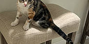 Lily joined the competition — help win amazing prizes! animal, bread, calico, cat, countertop, curious, cushion, domestic, ears, floor, furniture, indoor, kitten, pet, stool, table, tile, whiskers, wood, young