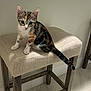 animal, bread, calico, cat, countertop, curious, cushion, domestic, ears, floor, furniture, indoor, kitten, pet, stool, table, tile, whiskers, wood, young