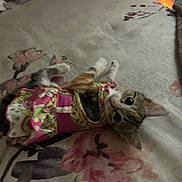 Lily is registered to the contest to win money with this photo: animal, bed, cat, colorful, curious, cute, dress, ears, feline, floral_pattern, fur, home, indoor, kitten, lying_down, paws, pet, small, textile, whiskers