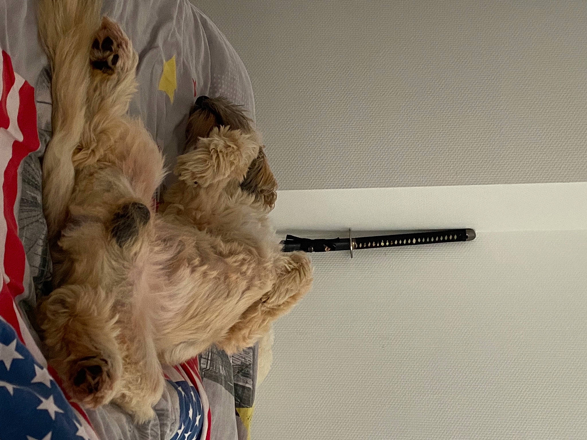 Forest participe au concours pour gagner de l'argent avec cette photo : canidae, carnivore, companion_dog, dog_breed, fawn, felidae, flooring, fur, gesture, linens, selfie, small_to_medium_sized_cats, sporting_group, stuffed_toy, tail, visual_arts, wood