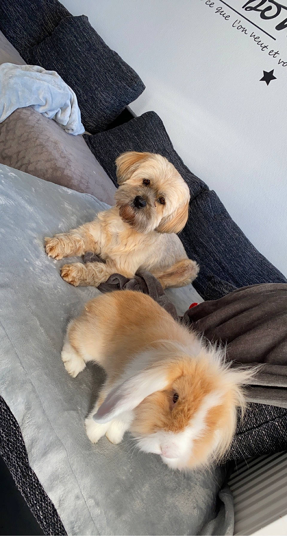 Forest a rejoint le concours — aidez-le/la à gagner de superbes lots ! carnivore, comfort, companion_dog, corgi_chihuahua, dog, dog_breed, dog_supply, fawn, fur, linens, paw, pet_supply, sporting_group, toy_dog, working_animal