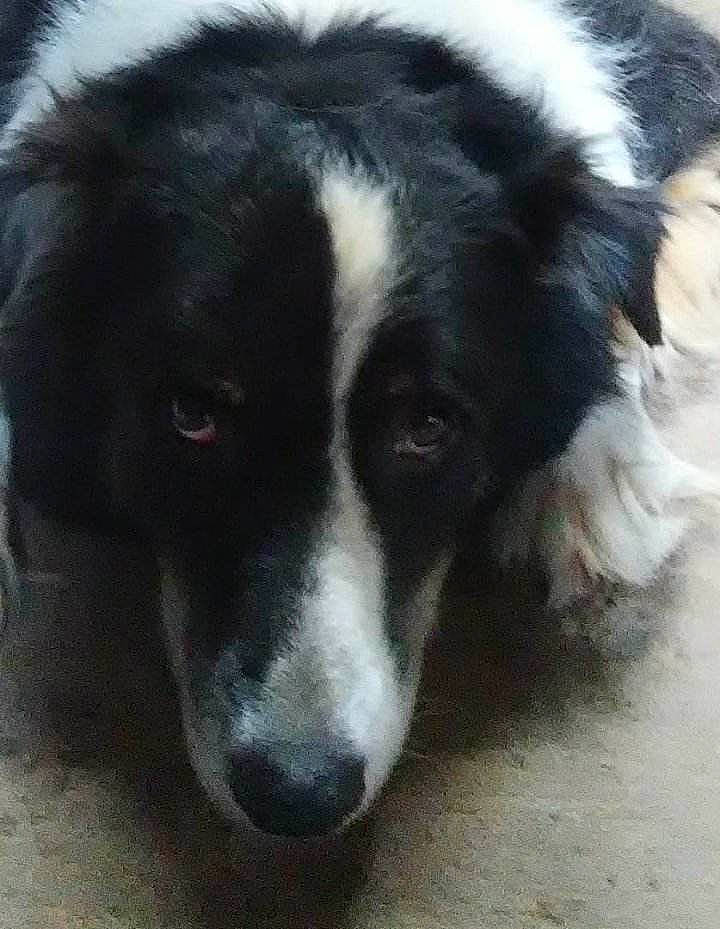 Bo joined the competition — help win amazing prizes! ancient_dog_breeds, border_collie, bored, canidae, carnivore, companion_dog, dog, dog_breed, fur, herding_dog, snout, sporting_group, terrestrial_animal, whiskers, working_animal, working_dog