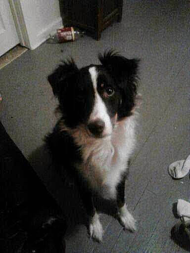 Bo is registered to the contest to win money with this photo: australian_collie, australian_shepherd, border_collie, carnivore, companion_dog, dog, dog_breed, door, flooring, fur, herding_dog, sporting_group, working_animal, working_dog