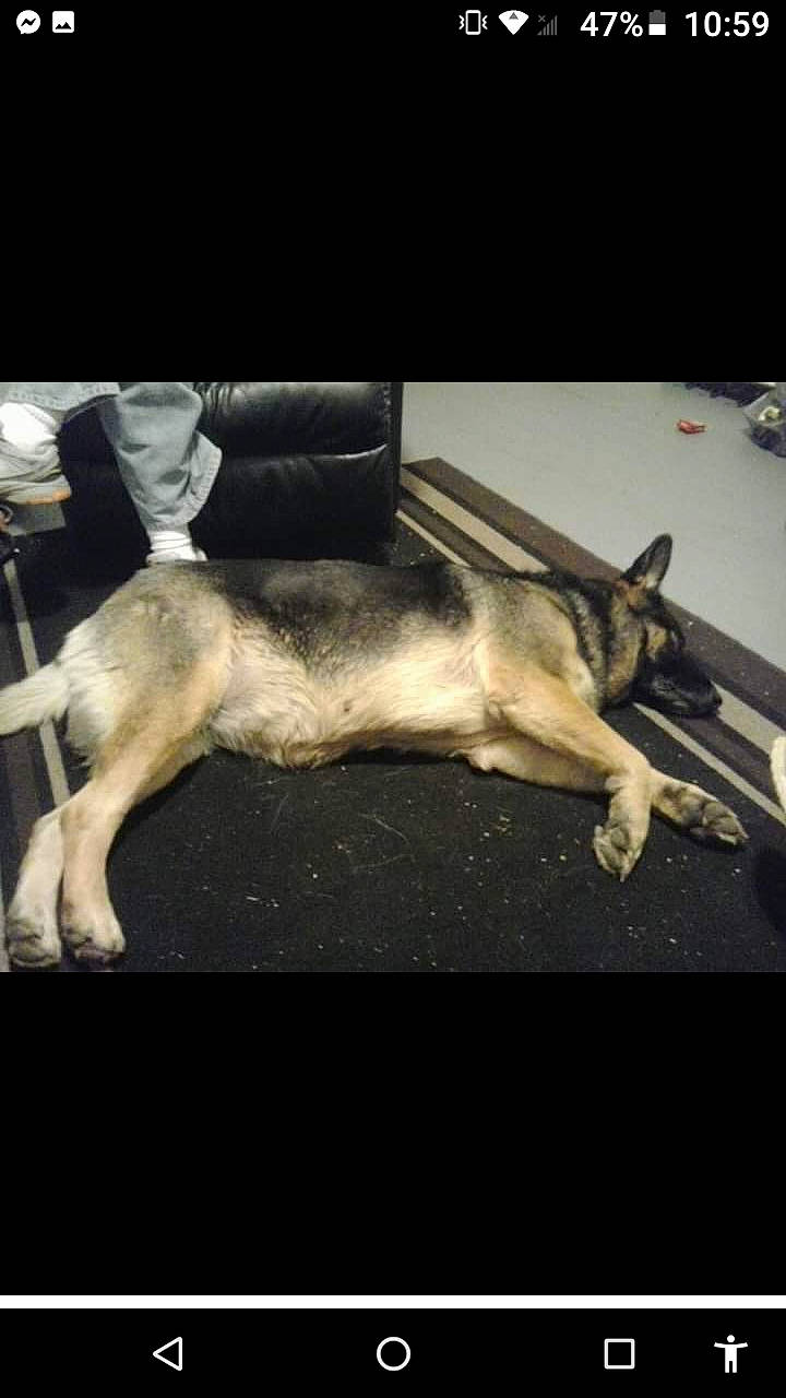 Samantha joined the competition — help win amazing prizes! canidae, carnivore, companion_dog, darkness, dog, dog_breed, fur, metal, night, paw, sporting_group, square, tail, working_animal, working_dog