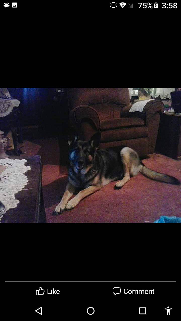 Samantha joined the competition — help win amazing prizes! carnivore, comfort, companion_dog, couch, darkness, dog, dog_breed, flash_photography, font, fun, fur, metal, night, photo_caption, room, screenshot, sitting, sky, square, tints_and_shades