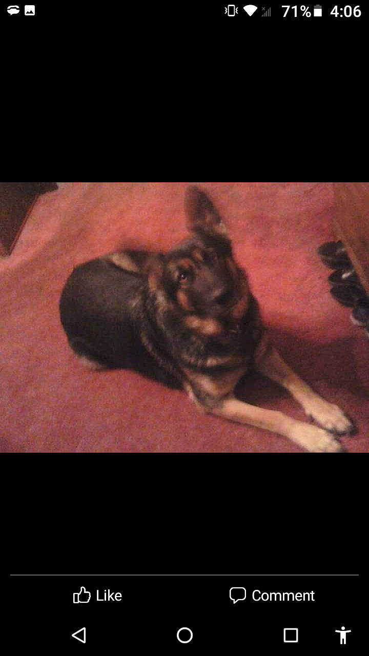 Samantha is registered to the contest to win money with this photo: companion_dog, darkness, dog_breed, felidae, flash_photography, flesh, font, fur, gesture, happy, night, paw, photo_caption, shadow, sky, small_to_medium_sized_cats, square, visual_arts, whiskers, wrinkle