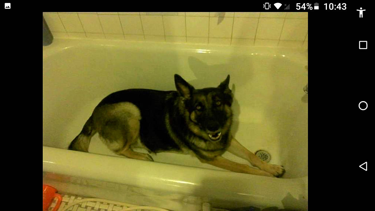 Samantha is registered to the contest to win money with this photo: art, canidae, canis, carnivore, companion_dog, dog, dog_breed, east_european_shepherd, felidae, fur, german_shepherd_dog, king_shepherd, pet_supply, siberian_husky, small_to_medium_sized_cats, snout, sporting_group, tail, visual_arts, wolf