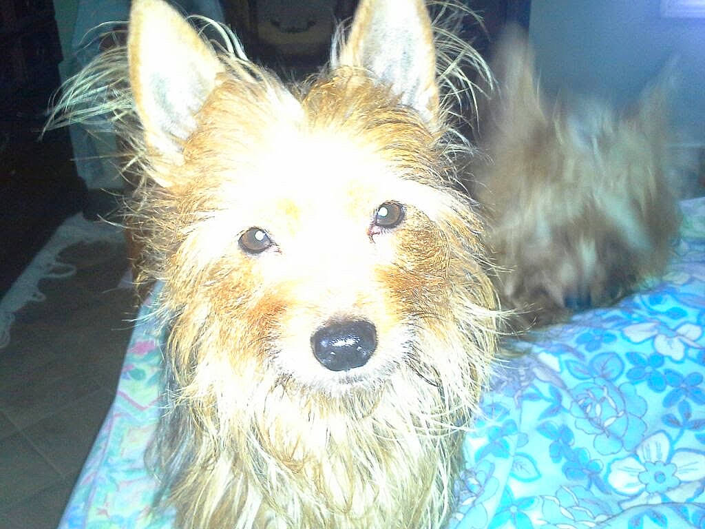 Carmella joined the competition — help win amazing prizes! australian_terrier, canidae, canis, carnivore, companion_dog, dog, dog_breed, electric_blue, event, fawn, fur, herding_dog, non_sporting_group, small_terrier, snout, sporting_group, terrier, toy_dog, whiskers