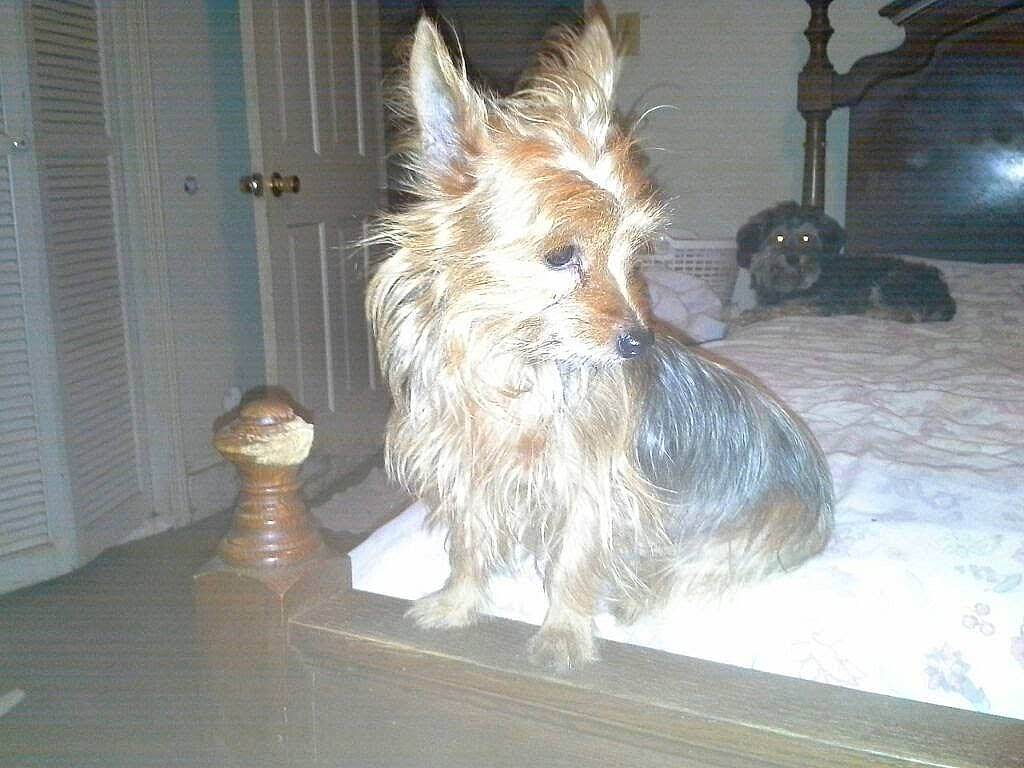 Carmella joined the competition — help win amazing prizes! biewer_terrier, canidae, carnivore, companion_dog, dog, dog_breed, dog_supply, door, fawn, fur, hardwood, liver, small_terrier, snout, sporting_group, tail, terrier, toy_dog, wood, yorkipoo