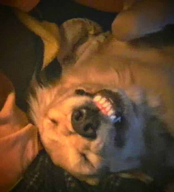 Shannon joined the competition — help win amazing prizes! carnivore, cloud, comfort, companion_dog, darkness, dog, dog_breed, fur, meteorological_phenomenon, night, non_sporting_group, paw, puppy_love, selfie, sky, square, tail, toy_dog, whiskers