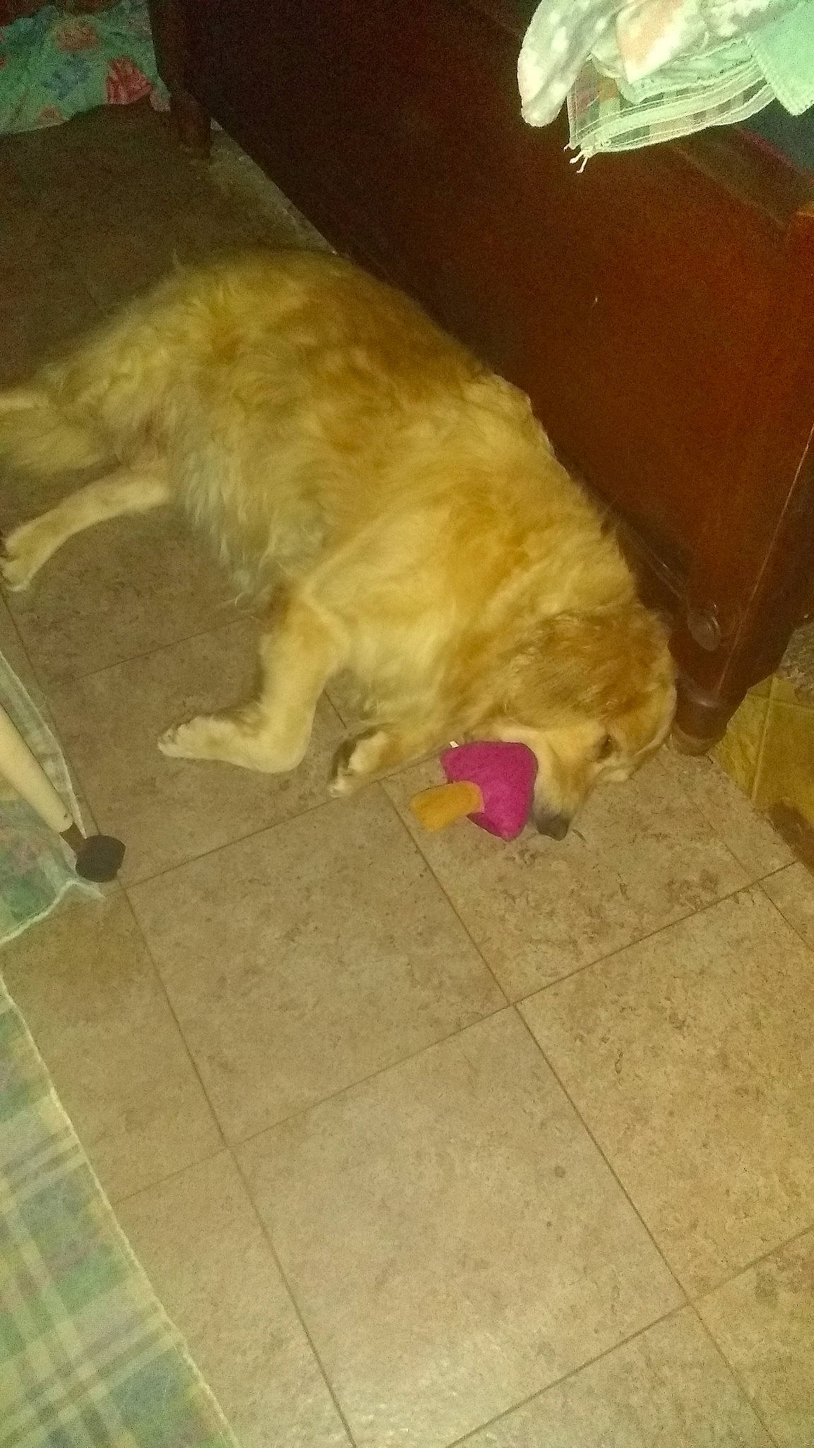 Shannon is registered to the contest to win money with this photo: canidae, carnivore, companion_dog, dog, dog_breed, fawn, felidae, floor, flooring, fur, hardwood, liver, retriever, small_to_medium_sized_cats, snout, sporting_group, tail, whiskers, wood, working_animal