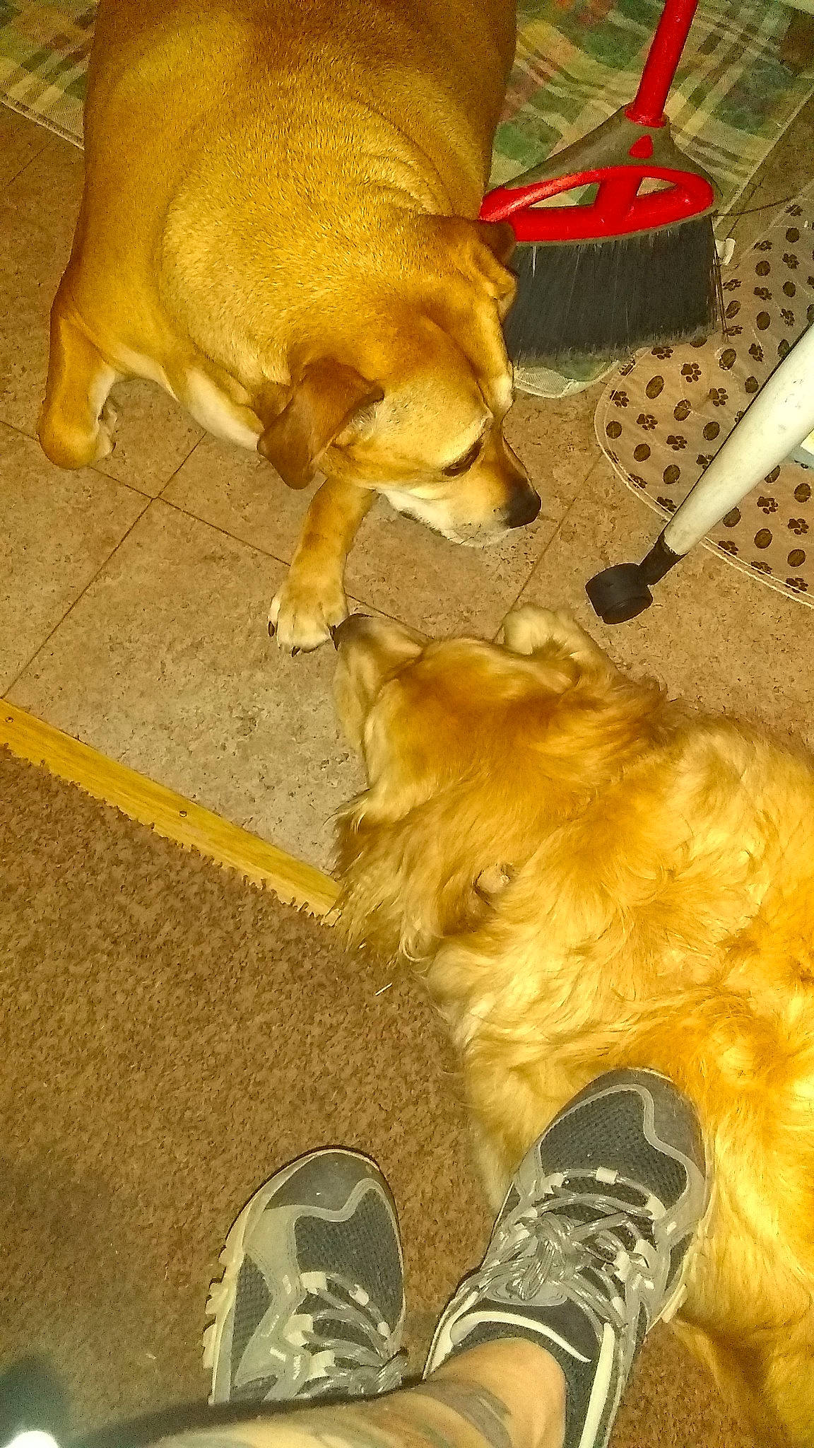 Shannon is registered to the contest to win money with this photo: canidae, carnivore, companion_dog, dog, dog_breed, fawn, floor, flooring, fur, hardwood, kitchen_utensil, paw, pet_supply, snout, sporting_group, tail, walking_shoe, whiskers, wood, working_animal