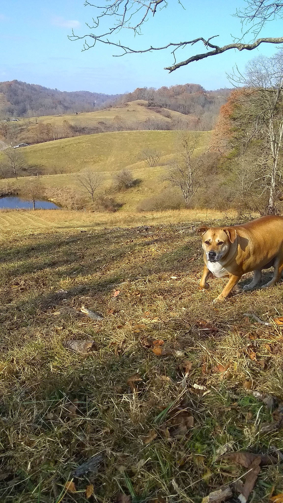 Sissy joined the competition — help win amazing prizes! big_cats, carnivore, dog, dog_breed, ecoregion, fawn, felidae, grass, grass_family, grassland, landscape, meadow, mountain, natural_environment, natural_landscape, plain, plant, plant_community, sky, tree