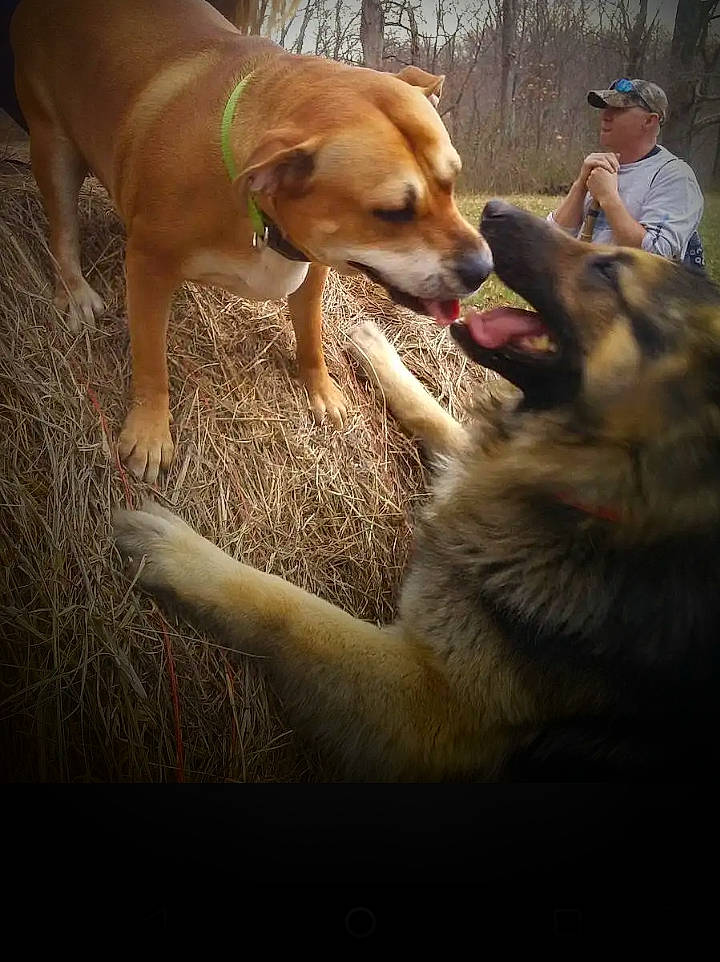 Sissy joined the competition — help win amazing prizes! adventure, canidae, carnivore, companion_dog, dog, dog_breed, fawn, fur, hat, hunting_dog, retriever, shorts, snout, sporting_group, t_shirt, tail, terrestrial_animal, tree, working_animal, working_dog