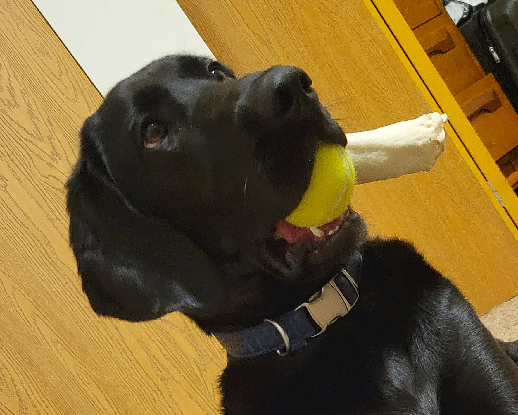 Kobi joined the competition — help win amazing prizes! canidae, carnivore, collar, companion_dog, dog, dog_breed, dog_collar, dog_supply, fawn, fur, gesture, giant_dog_breed, guard_dog, hardwood, personal_protective_equipment, pet_supply, snout, sporting_group, wood, working_animal