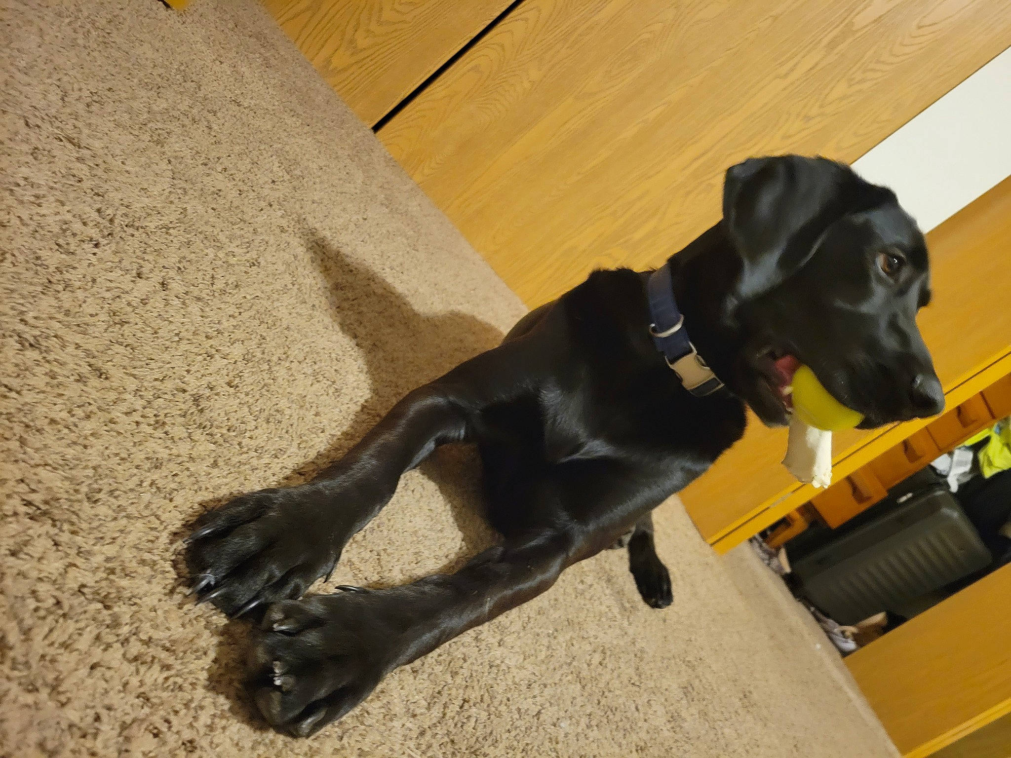 Kobi joined the competition — help win amazing prizes! borador, carnivore, collar, companion_dog, dog, dog_breed, dog_collar, dog_supply, fawn, flooring, fur, guard_dog, gun_dog, leash, liver, pet_supply, retriever, tail, working_animal, working_dog