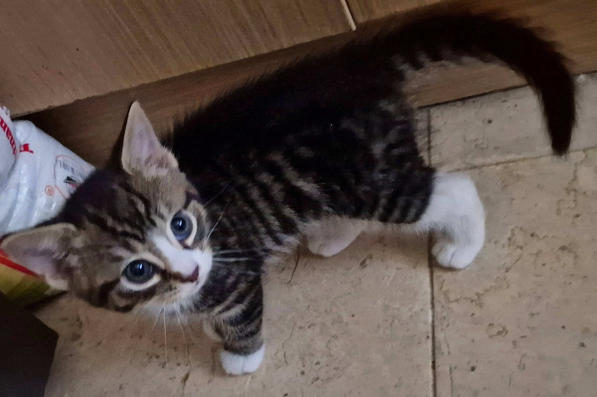 Clio joined the competition — help win amazing prizes! carnivore, cat, claw, comfort, domestic_short_haired_cat, eye, felidae, flooring, fur, hardwood, paw, small_to_medium_sized_cats, snout, tail, whiskers, wood