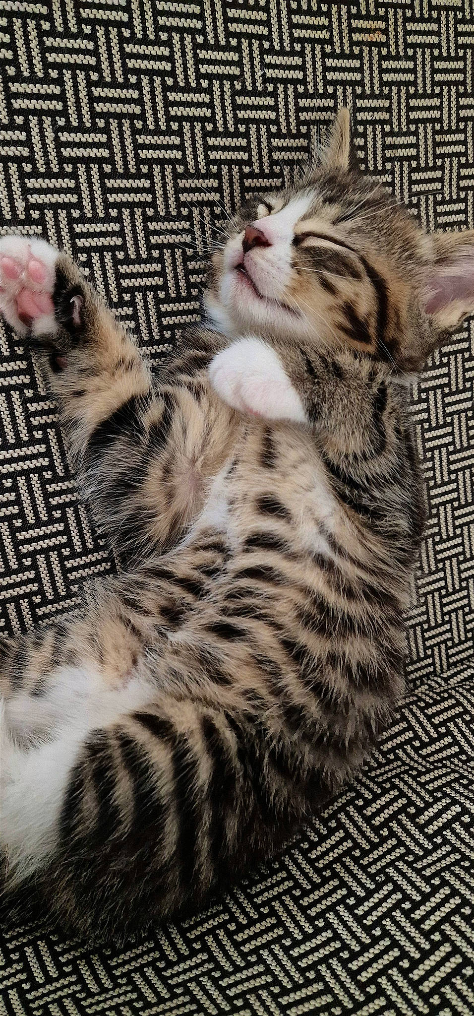 Clio joined the competition — help win amazing prizes! big_cats, carnivore, cat, claw, close_up, domestic_short_haired_cat, eye, fawn, felidae, foot, fur, human_body, pattern, paw, small_to_medium_sized_cats, snout, tail, terrestrial_animal, whiskers, wildlife