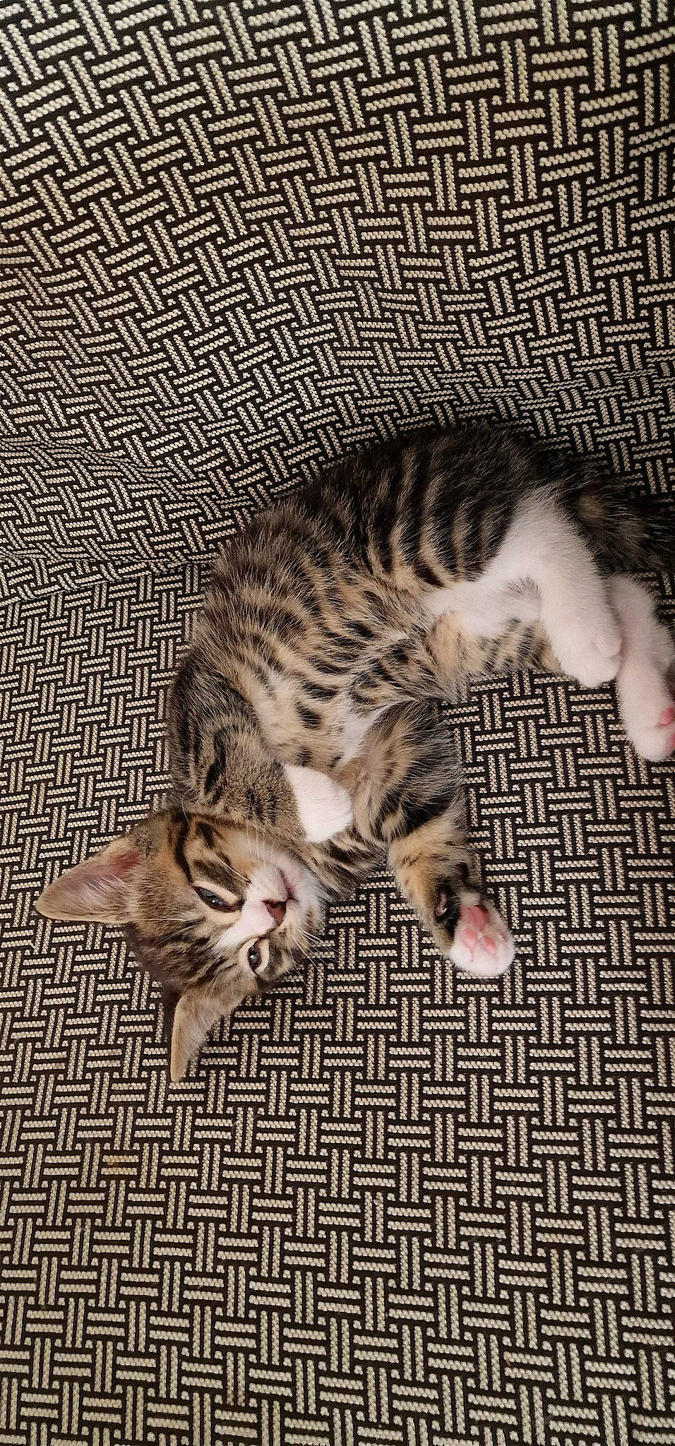 Clio joined the competition — help win amazing prizes! carnivore, cat, claw, comfort, domestic_short_haired_cat, fawn, felidae, foot, fur, nap, paw, sleep, small_to_medium_sized_cats, snout, tail, whiskers, wood