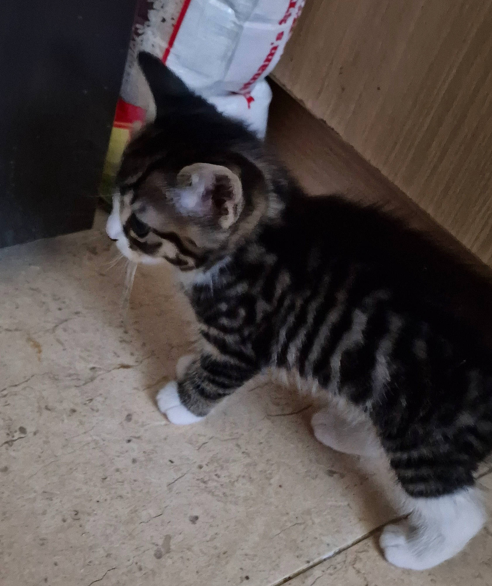 Clio joined the competition — help win amazing prizes! carnivore, cat, claw, domestic_short_haired_cat, felidae, floor, flooring, foot, fur, hardwood, paw, small_to_medium_sized_cats, snout, tail, terrestrial_animal, whiskers, wood