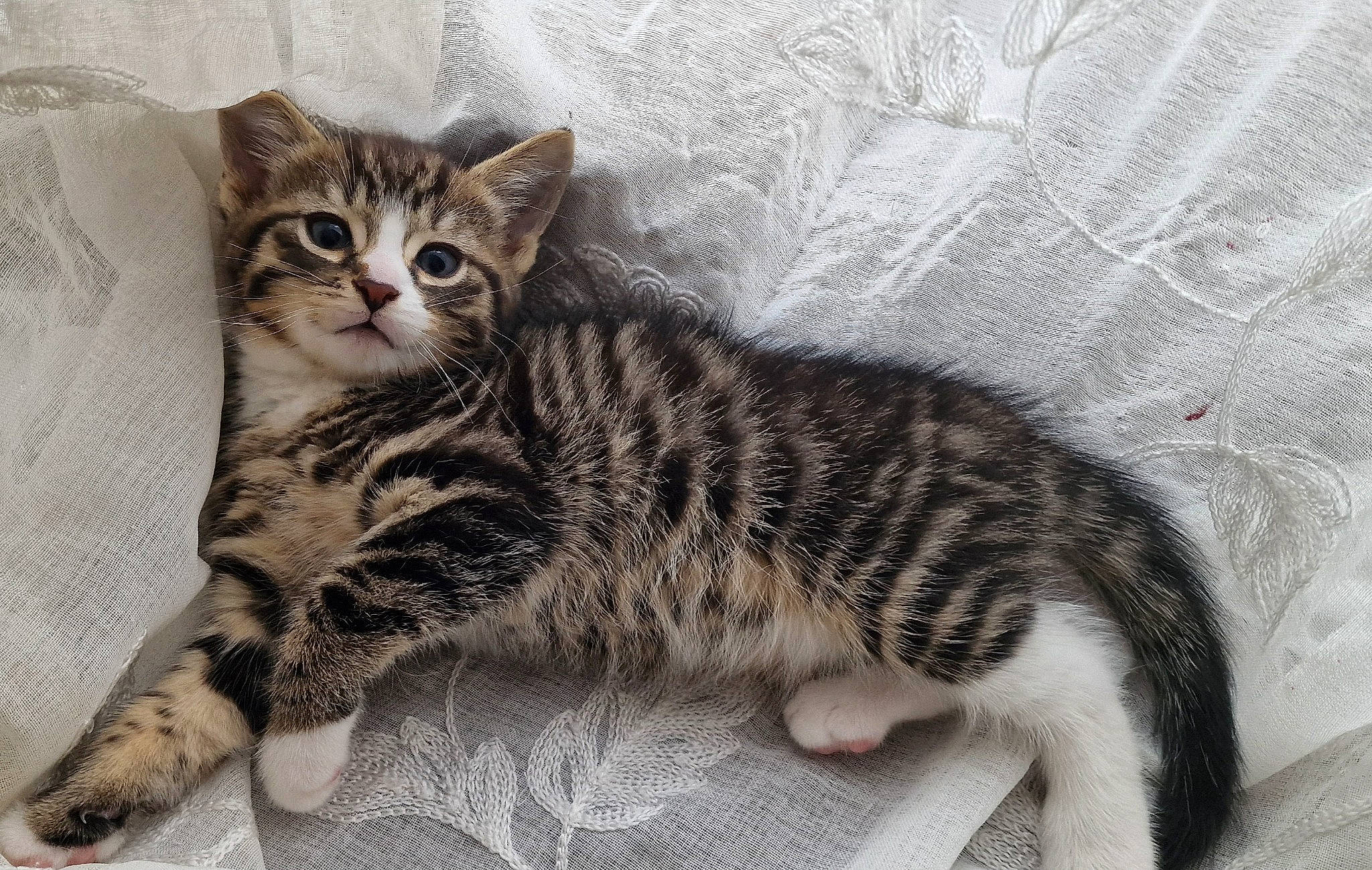 Clio joined the competition — help win amazing prizes! carnivore, cat, comfort, domestic_short_haired_cat, felidae, fur, paw, small_to_medium_sized_cats, tail, terrestrial_animal, whiskers