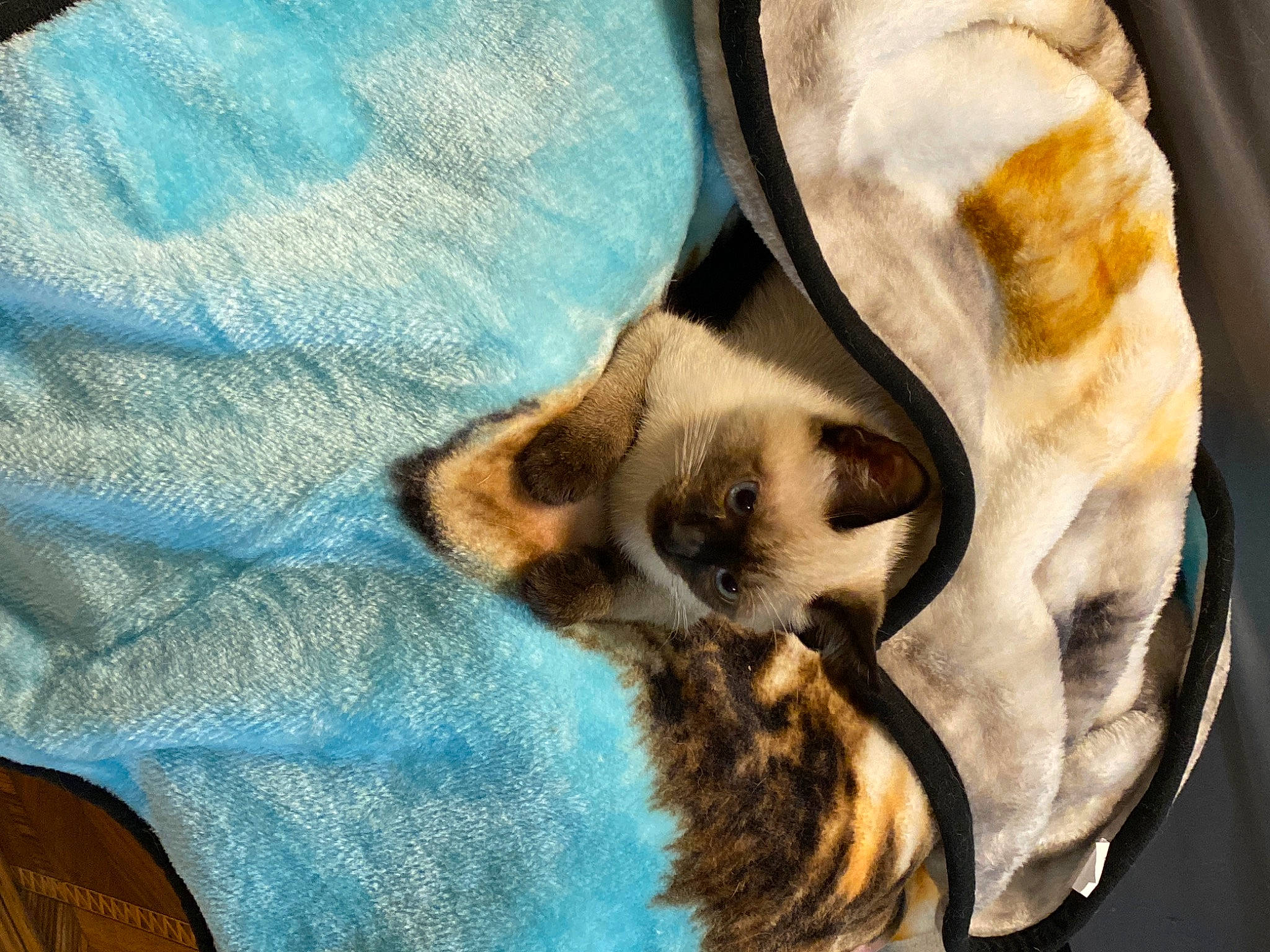 Asia joined the competition — help win amazing prizes! art, canidae, carnivore, cat, comfort, companion_dog, dog_breed, fawn, felidae, fur, linens, nap, pattern, paw, small_to_medium_sized_cats, snout, sporting_group, textile, whiskers, woven_fabric