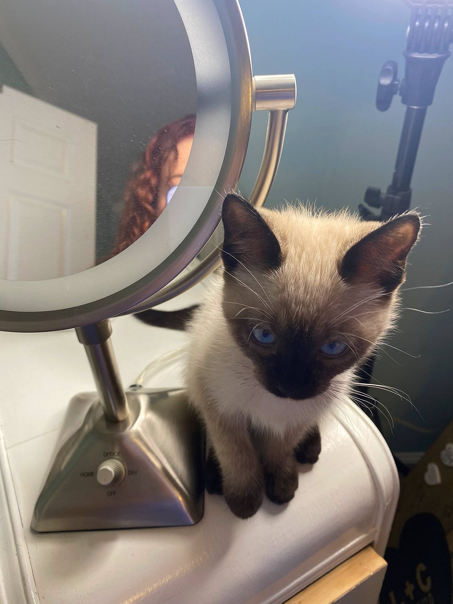 Asia is registered to the contest to win money with this photo: balinese, carnivore, cat, chair, comfort, desktop_computer, domestic_short_haired_cat, fawn, felidae, fur, interior_design, metal, mirror, room, siamese, small_to_medium_sized_cats, snout, tail, thai, whiskers