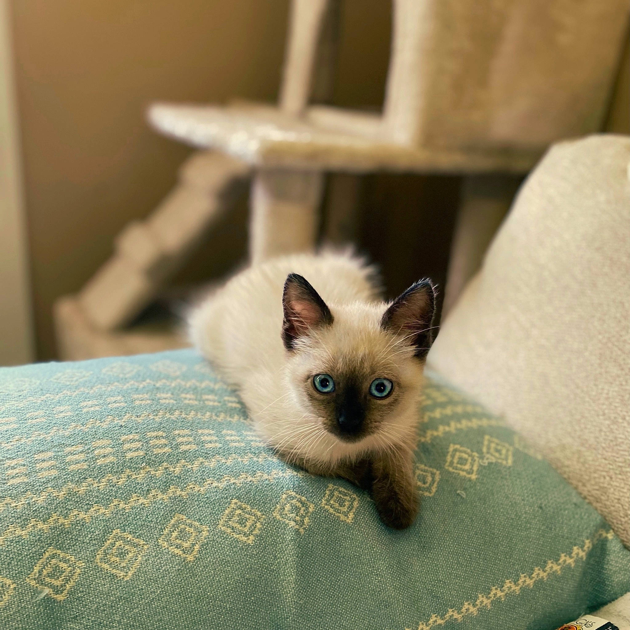 Asia is registered to the contest to win money with this photo: birman, carnivore, cat, fawn, felidae, fur, linens, siamese, small_to_medium_sized_cats, snout, tail, whiskers