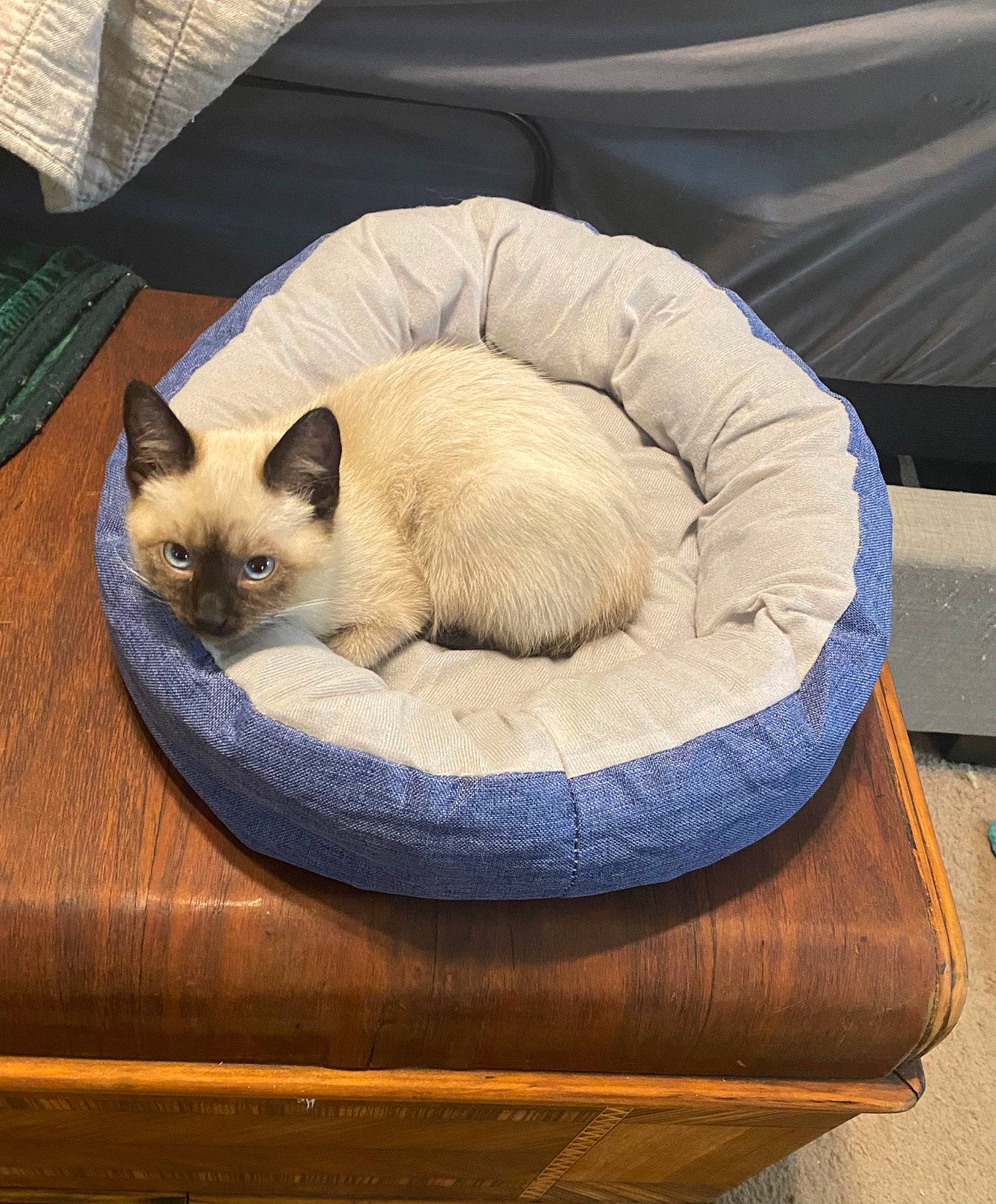 Asia joined the competition — help win amazing prizes! balinese, birman, carnivore, cat, cat_bed, cat_supply, chair, comfort, fawn, felidae, fur, hardwood, pet_supply, rectangle, siamese, small_to_medium_sized_cats, tail, terrestrial_animal, whiskers, wood