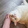 Cheese is registered to the contest to win money with this photo: carnivore, cat, ear, eye, fawn, felidae, fur, hand, khao_manee, kitten, skin, small_to_medium_sized_cats, tail, turkish_angora, turkish_van, whiskers